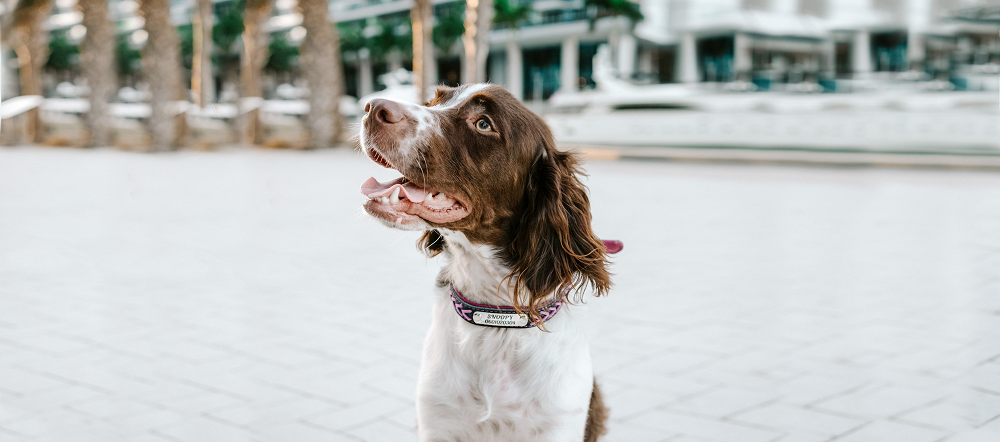 Personligt hundhalsband - Flätat