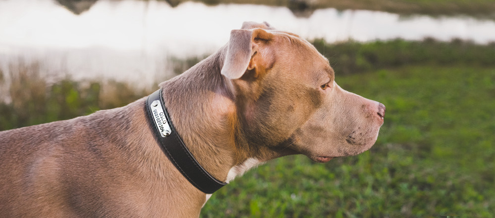 Personligt hundhalsband - Klassiskt
